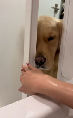 どうしても入りたいドドくん