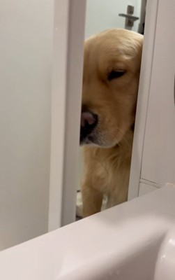 何度も扉を開けるドドくん