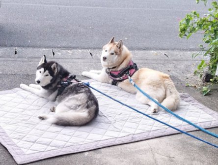 シンクロ