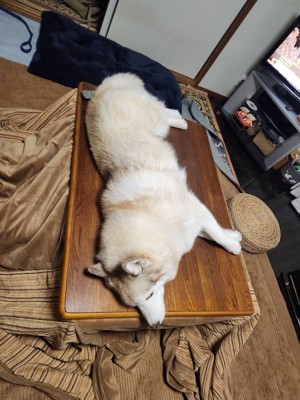 お留守番