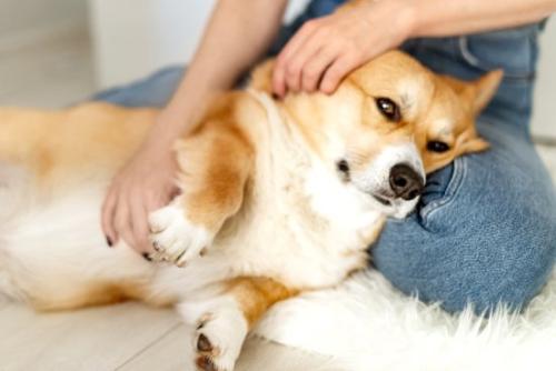 膝の上で犬を撫でる