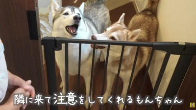 もんちゃんとにこちゃん