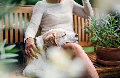 膝の上に顎を乗せて休む犬