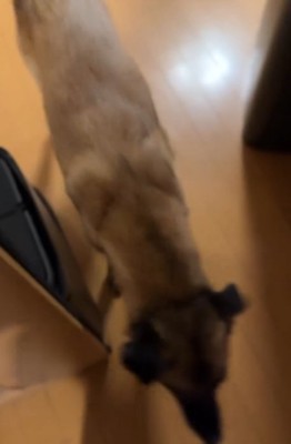 犬のアップ