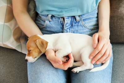 足の上で眠る子犬