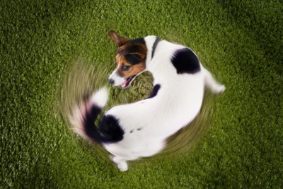 回転している犬