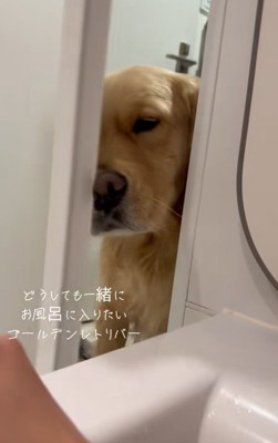 鼻で扉を押すドドくん