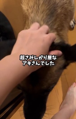 頭をなでられる犬