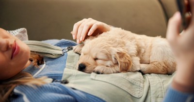 お腹の上で眠る子犬