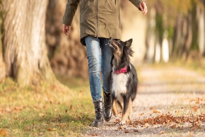 散歩を楽しむ犬
