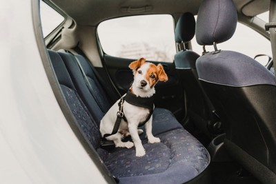 車内で不安げな犬