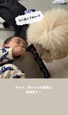 孫を預かった時のチャイちゃん6