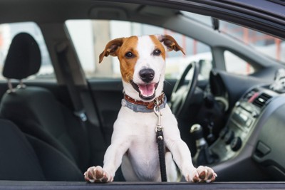 車内で笑顔の犬