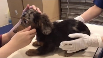 見開いた目で前を見つめる犬