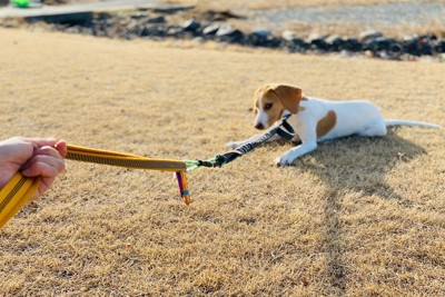 動かない犬