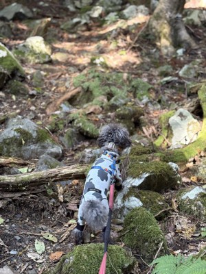 山道を登るエマちゃん