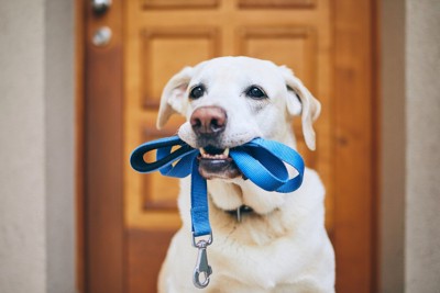 青いリードをくわえている犬