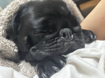 甘えん坊