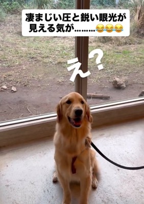 座っている犬