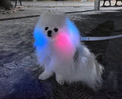 ポメラニアン
