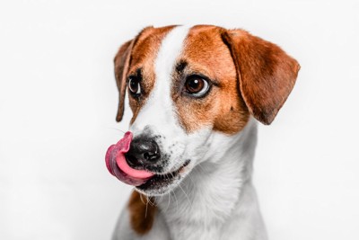 舌なめずりする犬