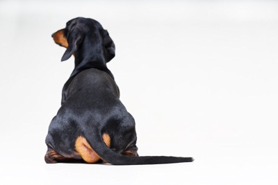 背を向けて座る犬