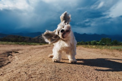 体を大きく震わせる犬