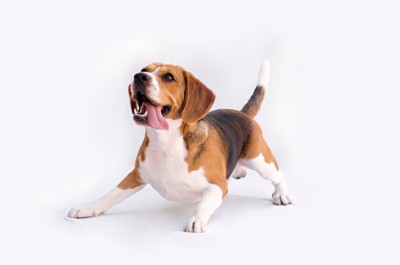 遊ぶビーグル犬