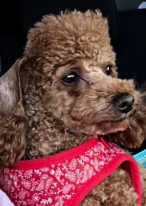 どんなヘアスタイルも似合います！