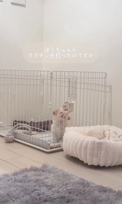 注射後のぱうちゃん