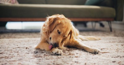 前足を舐める犬