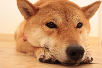 眠そうにしている犬
