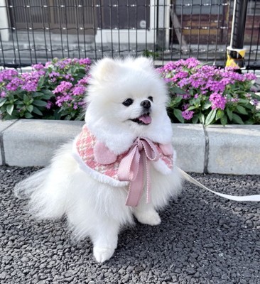 可愛いお洋服