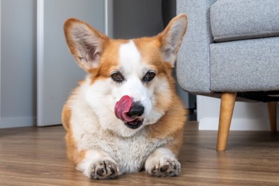 口を舐める犬