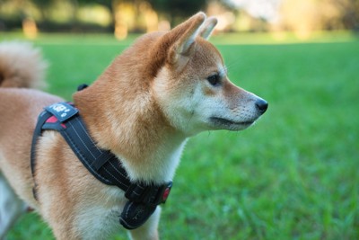 そっぽを向いて佇む犬