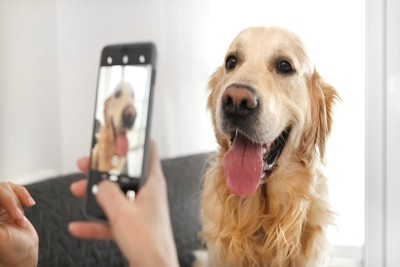 スマホで写真を撮られている犬