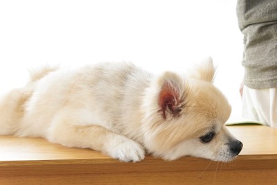 ぐったりしているような姿勢の犬