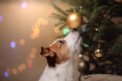 クリスマスツリーの飾りに興味津々のジャックラッセルテリア