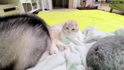 守られて幸せなじゅんちゃんでした