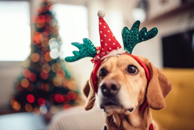 トナカイのカチューシャをした犬