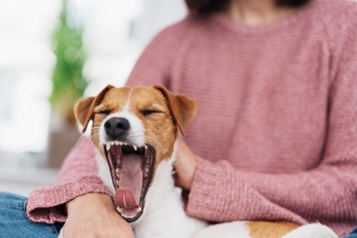 飼い主に抱かれながらあくびをする犬
