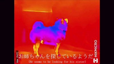 お姉ちゃんを探し中