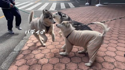 バディくんも参加!