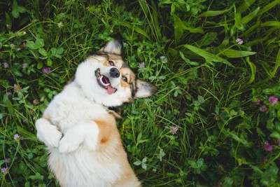 草原に寝転ぶ犬