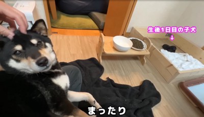 出産を終えた柴犬
