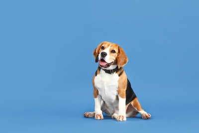 座る犬1