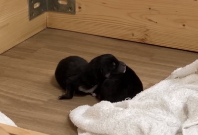 相手を枕にする赤ちゃん犬