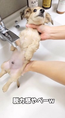 仰向けの子犬の胸に水道のお湯を浴びせる投稿者