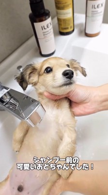 お湯をかけられながら投稿者を見上げる子犬