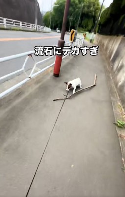 おいて行かれそうになるバディくん